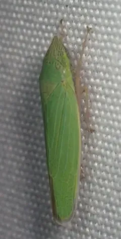 Draeculacephala paludosa thumbnail 2
