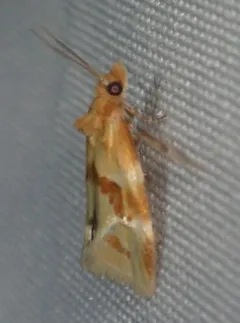Aethes louisiana thumbnail 2