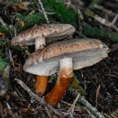 russet scaly tricholoma thumbnail 4