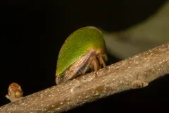 Archasia auriculata thumbnail 2
