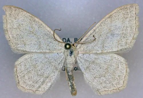 Scopula quinquelinearia