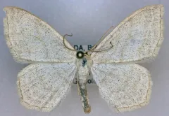 Scopula quinquelinearia thumbnail 1