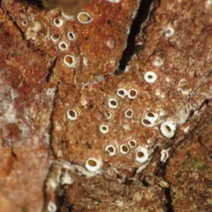 Stictis radiata thumbnail 2