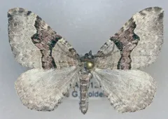 Xanthorhoe alticolata thumbnail 1