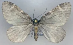 Stamnodes blackmorei thumbnail 1