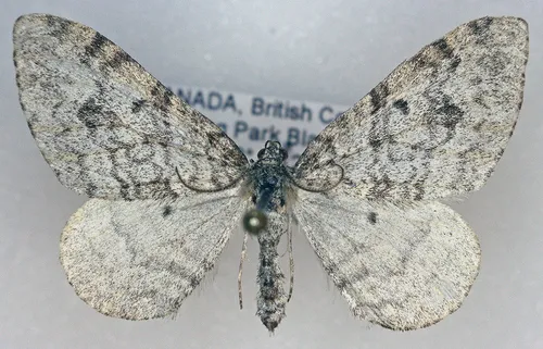 Xanthorhoe lagganata