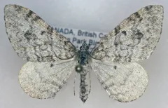 Xanthorhoe lagganata thumbnail 1