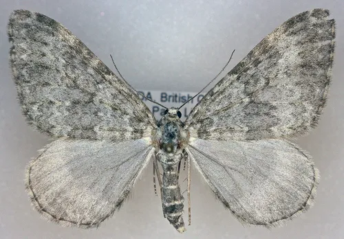 Entephria takuata