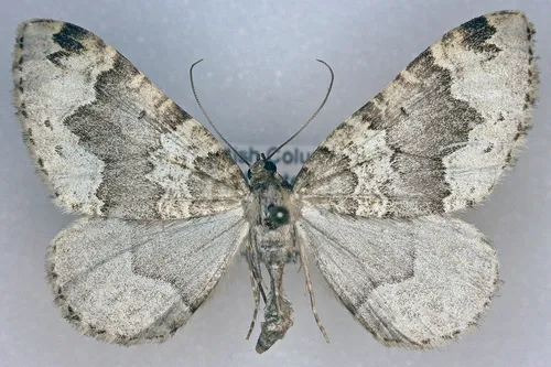 Antepirrhoe atrifasciata