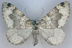 Antepirrhoe atrifasciata thumbnail 1