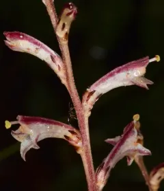 Beechdrops thumbnail 2