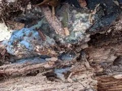 Byssocorticium atrovirens thumbnail 1