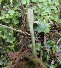 Green Earthtongue thumbnail 3