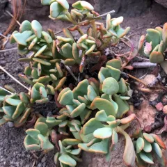 cream stonecrop thumbnail 2