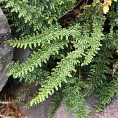 lace lip fern thumbnail 3