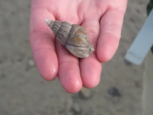 Ladder Whelk