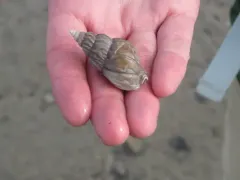 Ladder Whelk thumbnail 1