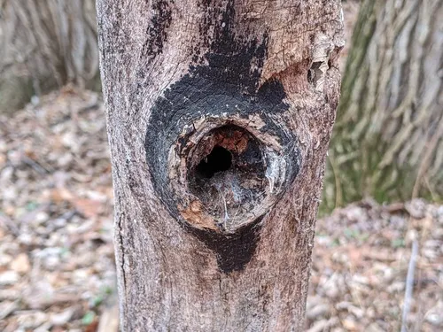 Hysterium angustatum