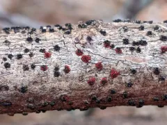Pseudocosmospora eutypellae thumbnail 1