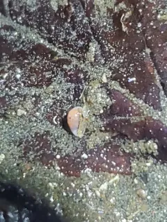 Pear Marginella thumbnail 2