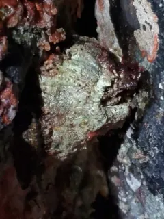 Solidobalanus engbergi thumbnail 3