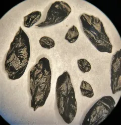 New Zealand flax thumbnail 1