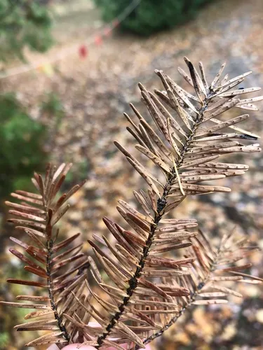 Cytospora pinastri