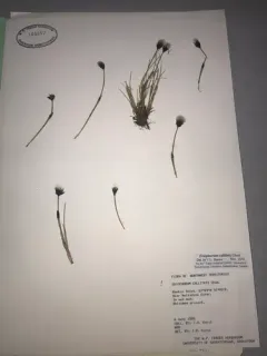 arctic cottongrass thumbnail 2