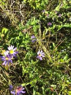 late purple aster thumbnail 1