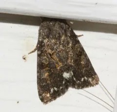 Melanchra pulverulenta thumbnail 3