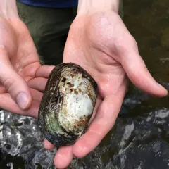 Flutedshell thumbnail 3