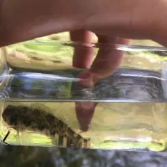 Greenside Darter thumbnail 3