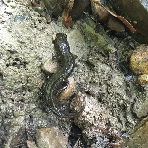 Northern Dusky Salamander