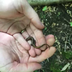 Northern Two-lined Salamander thumbnail 2