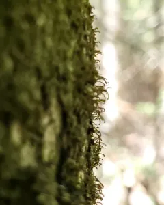 Hairy Scalewort thumbnail 4