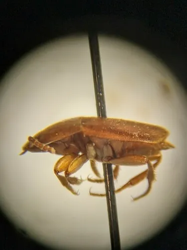 Beaver Nest Beetle