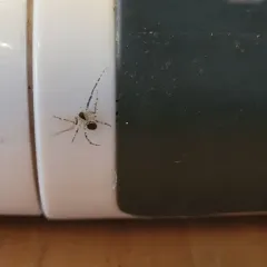 False Pirate Spider thumbnail 4
