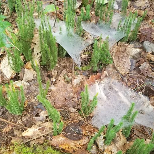 interrupted clubmoss