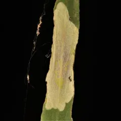 Calycomyza promissa thumbnail 3