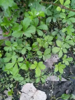Creeping cinquefoil thumbnail 3