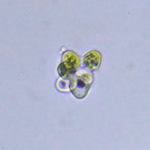 Coelastrum pseudomicroporum