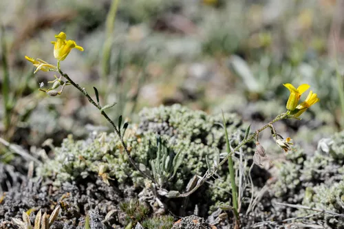 Pryor Mountains Bladderpod