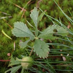 Diastrophus potentillae thumbnail 2