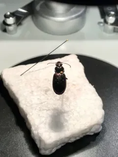 Blethisa quadricollis thumbnail 2