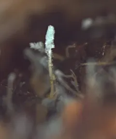 Penicillium glandicola thumbnail 2