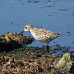 Semipalmated Sandpiper thumbnail 1
