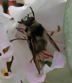 Kincaid's Bumble Fly thumbnail 2