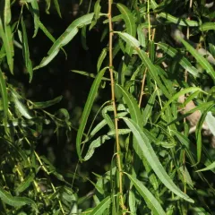 black willow thumbnail 3