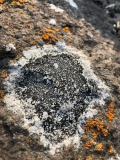 Single-spored Map Lichen thumbnail 2