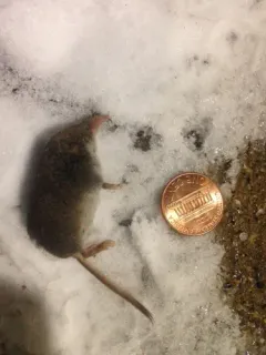 American Pygmy Shrew thumbnail 4